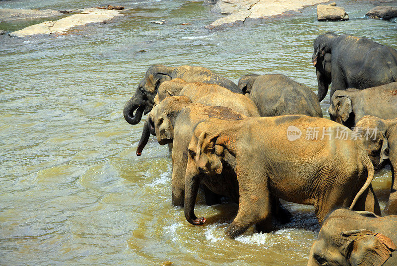 斯里兰卡:一群大象在洗澡