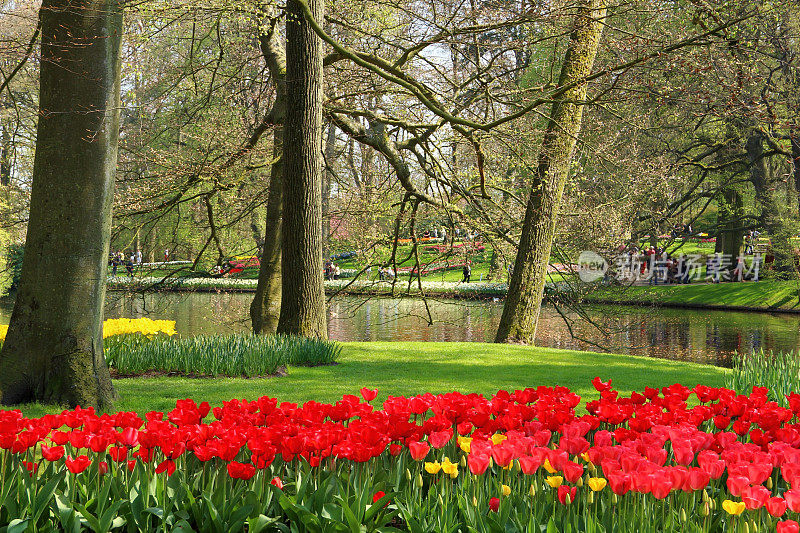 春天在Keukenhof-Garden