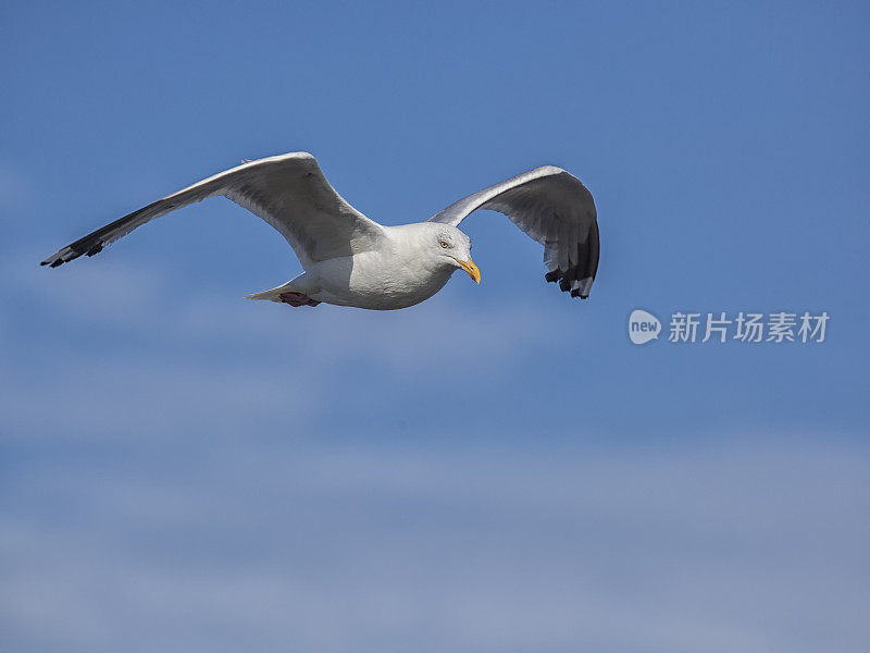 宽翅飞行的海鸥