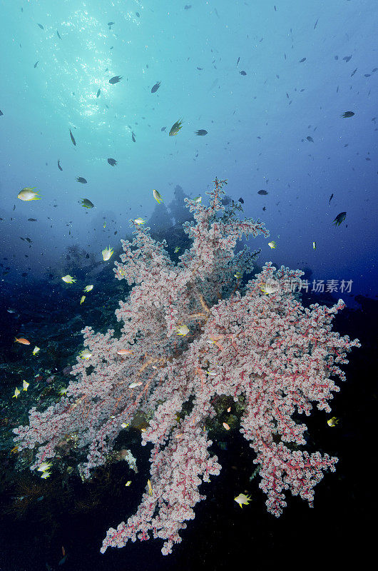 印度尼西亚珊瑚礁场景