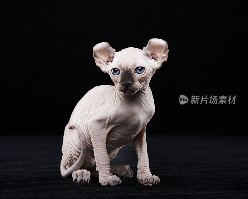 Sphynx猫