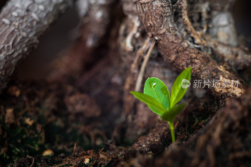 新生命――小树
