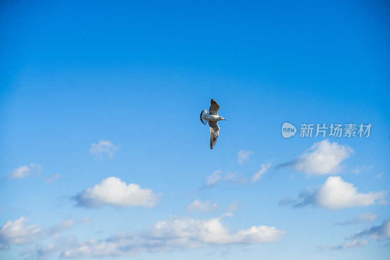 海鸥在蓝天上飞翔。