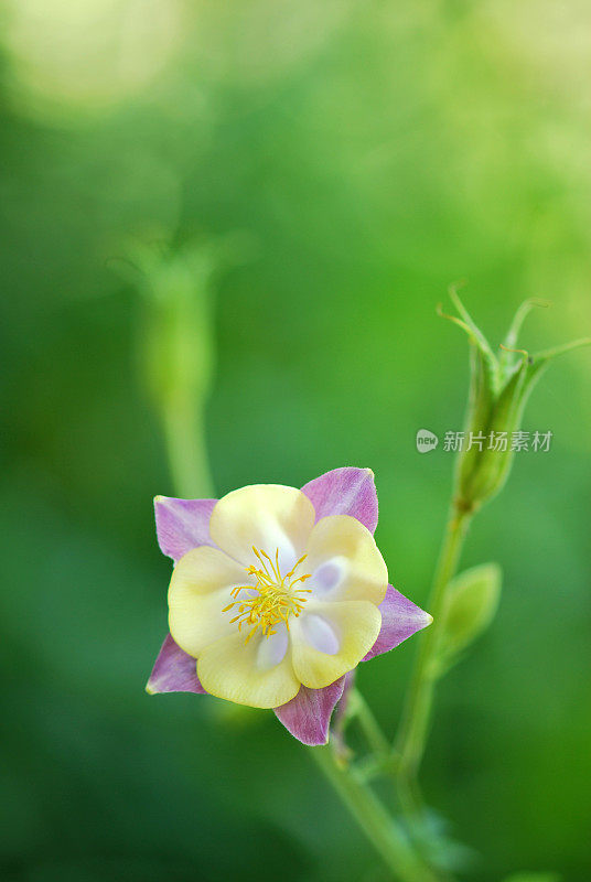 耧斗菜和阳光