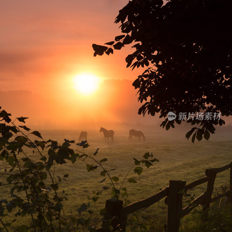 有雾的早晨，马在吃草