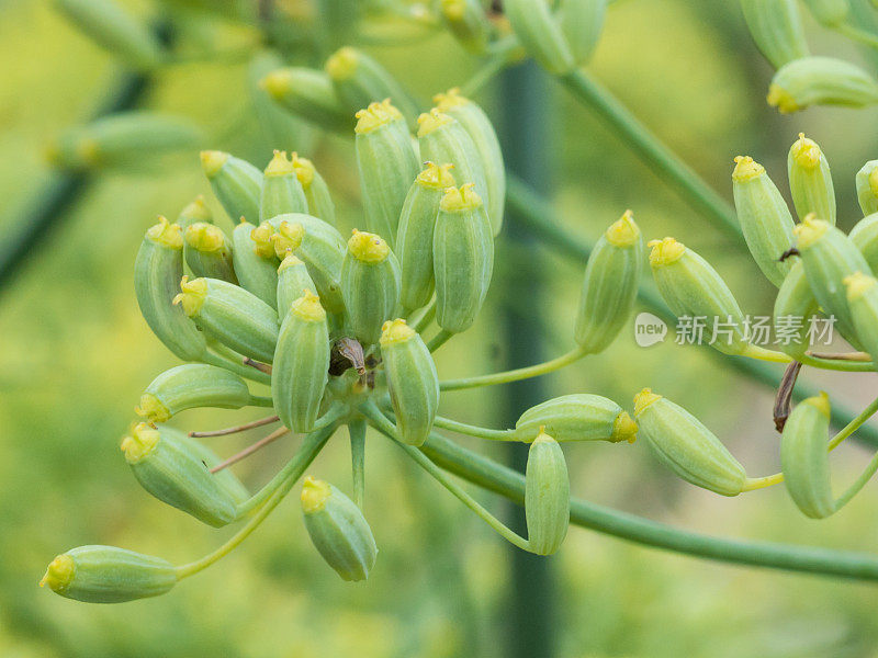 治疗草药-小茴香