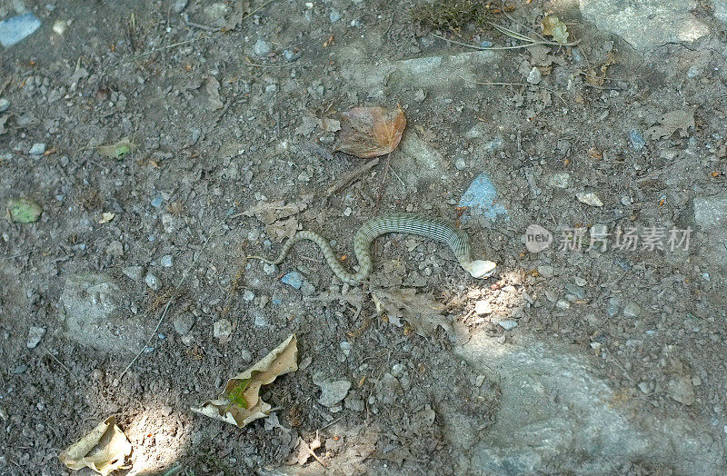 年轻的毒蛇aspis