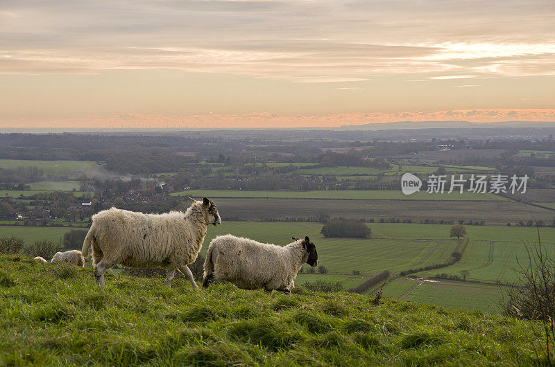 羊群在英格兰肯特郡阿什福德的山坡上奔跑
