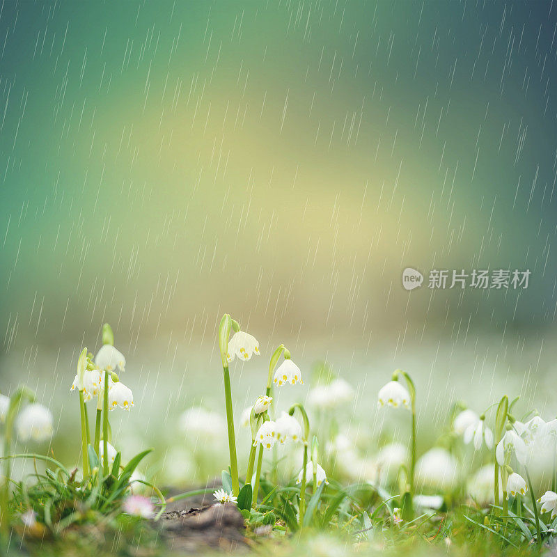 春雨雪花