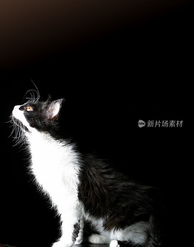 小猫