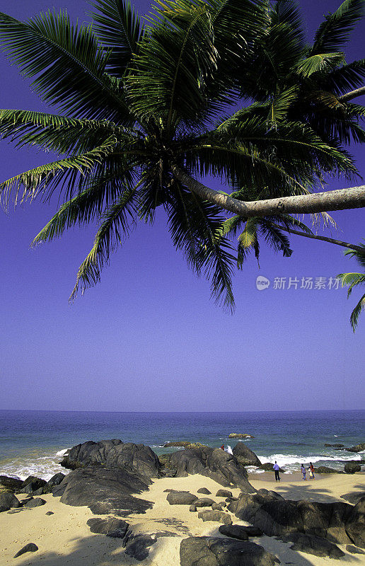 斯里兰卡，东海岸，海滩，椰子树。