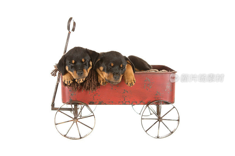 两只罗威纳犬在红色马车上睡觉