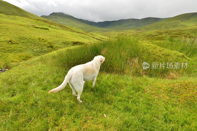 拉布拉多寻回犬