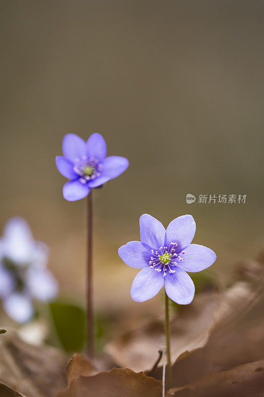 蓝色的海葵