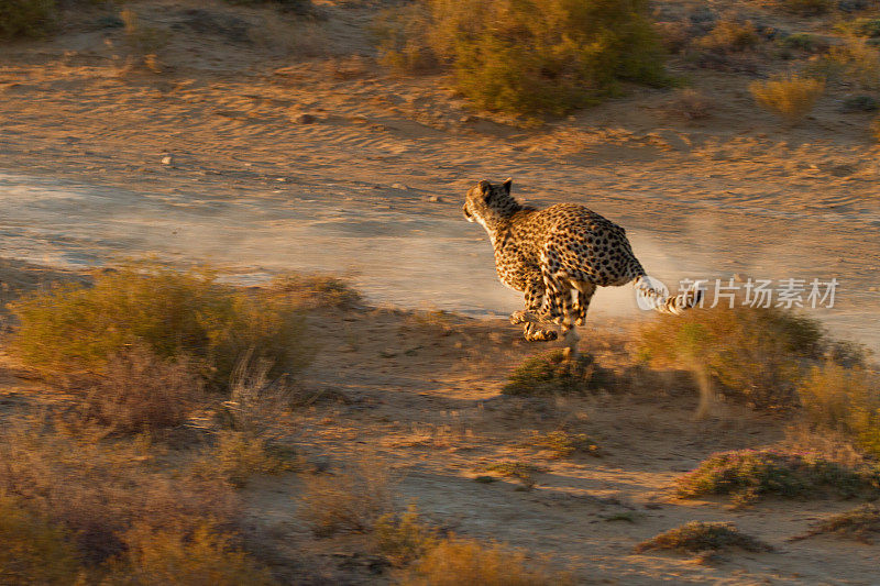 在非洲卡鲁地区的大草原上，猎豹在日落时分狩猎