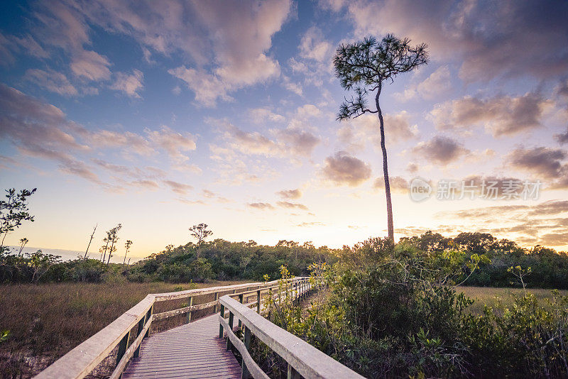日落木板路桃花心木吊床小径Everglades国家公园美国