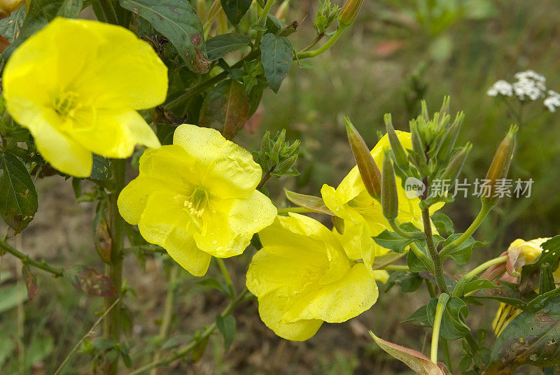 月见草(月见草)