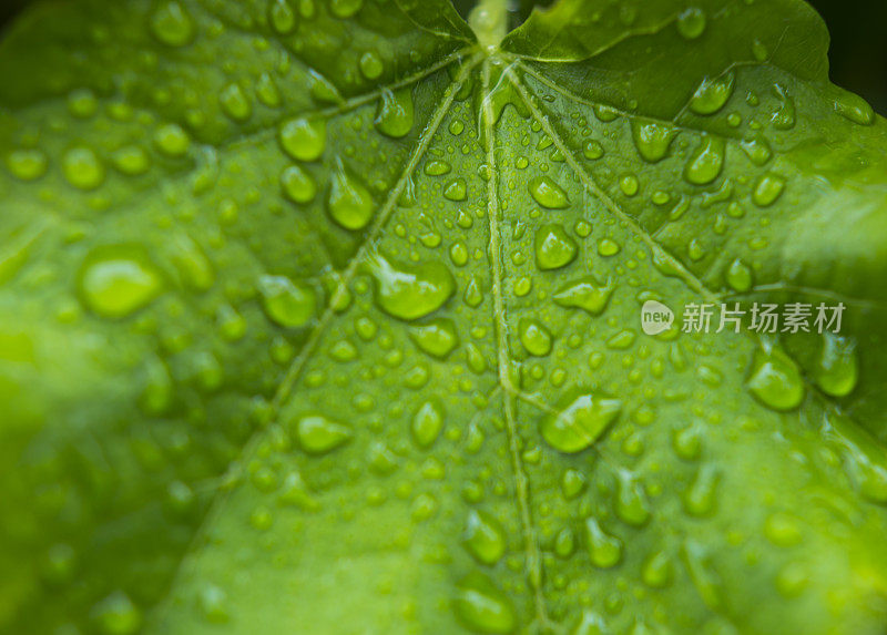 带雨滴的叶子