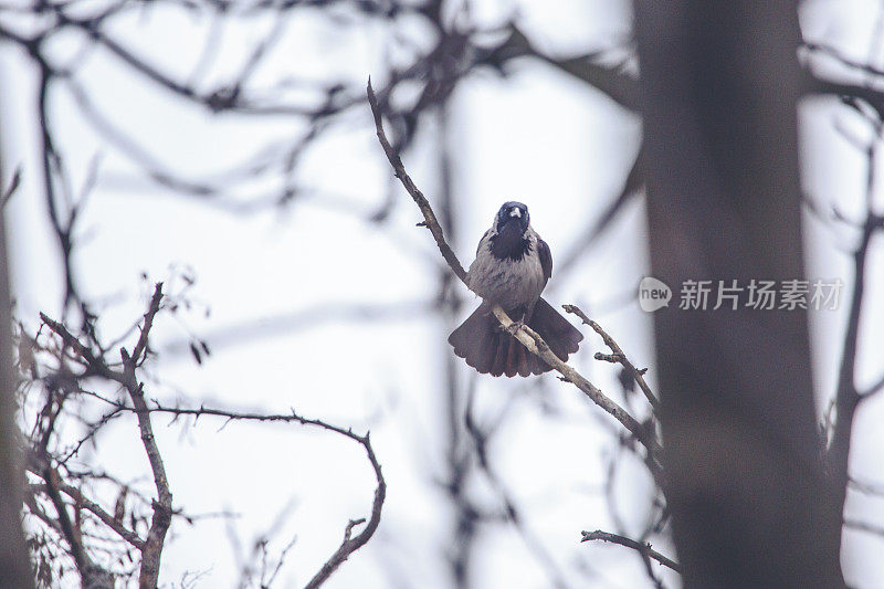 冬天，小乌鸦坐在树上