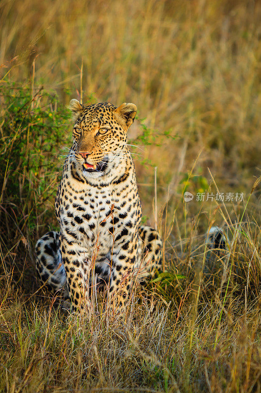 马赛马拉，肯尼亚，东非——日落时分，马拉上的一只豹;斑点为野生动物创造了完美的伪装。