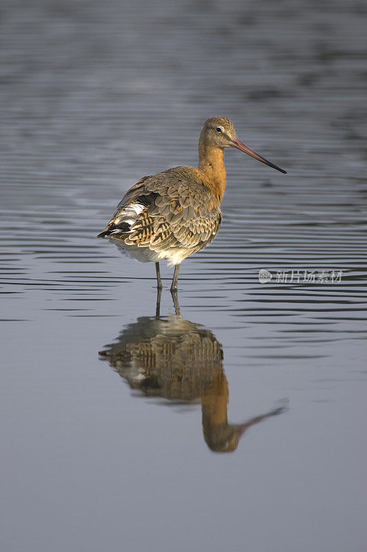 黒尾(Limosa)