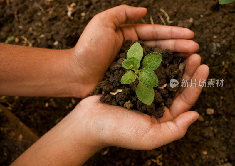 手握着土壤中的植物