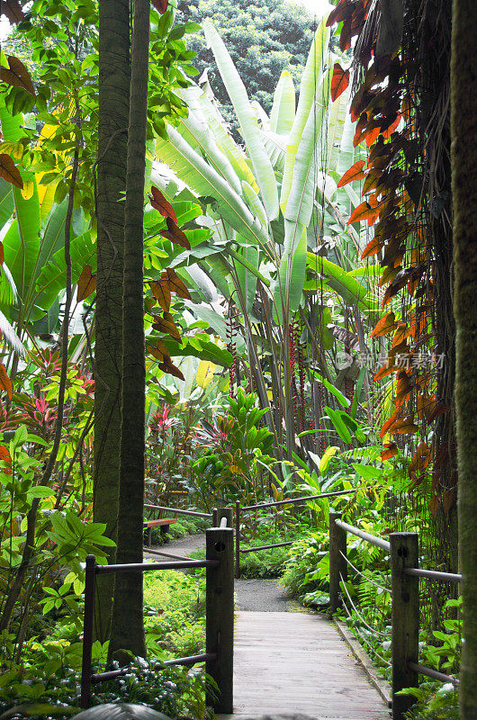 夏威夷植物园的热带雨林步道
