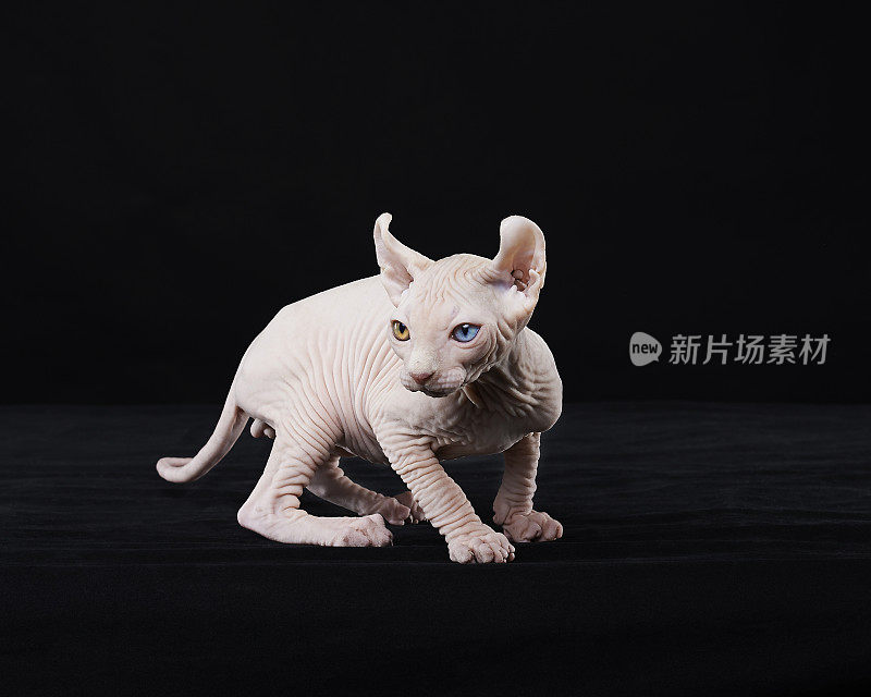 Sphynx猫