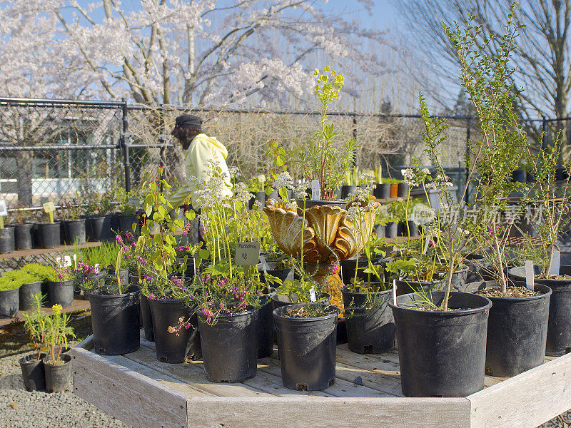 俄勒冈花园植物销售展示区女购物者