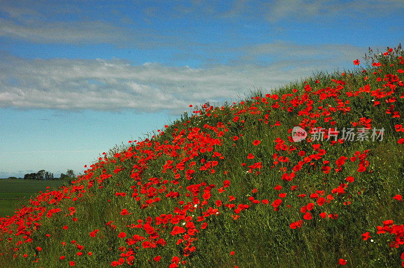 罂粟花