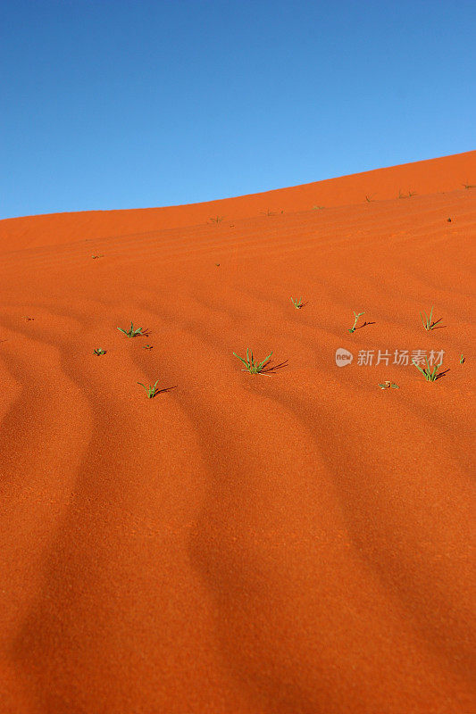 沙丘和沙漠植物