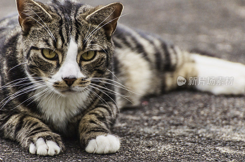 奇怪的猫