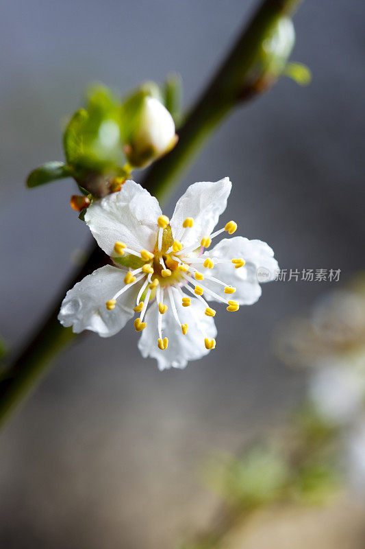 小雨打在花