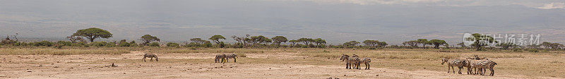 来自肯尼亚安博塞利的斑马全景图