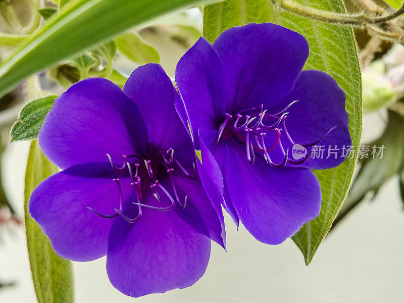 紫花植物特写