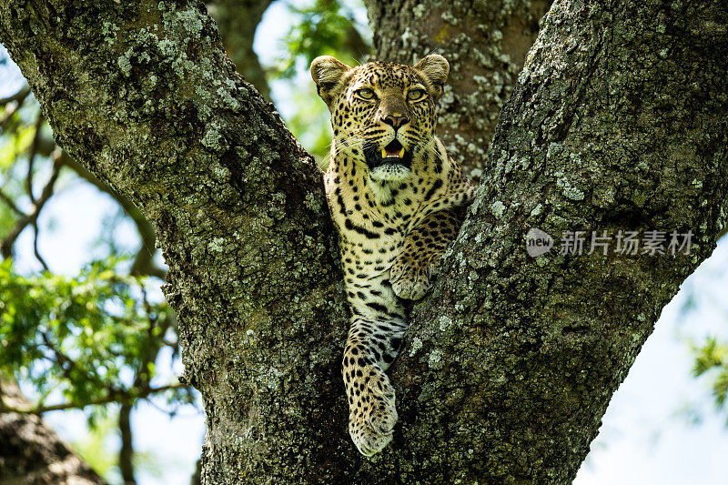 豹在一棵树上休息