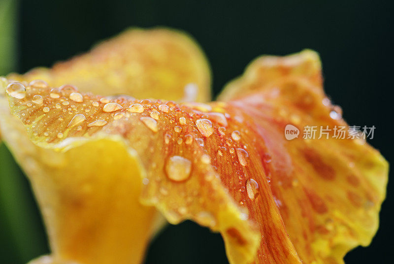 鸢尾花特写与雨滴