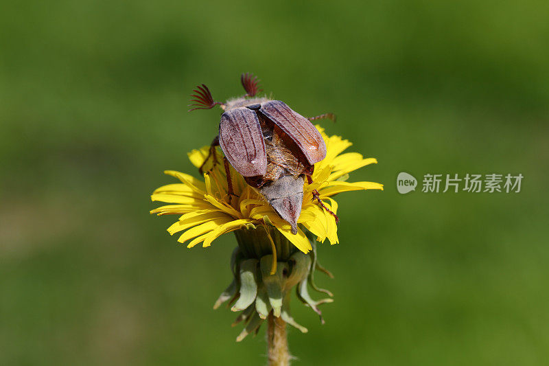 五月虫。