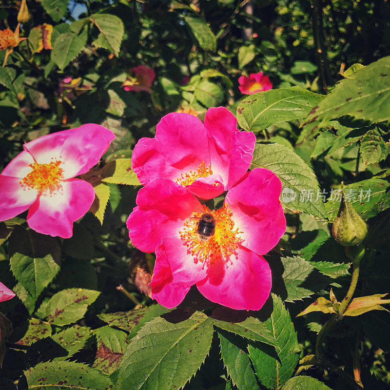 一个盛开的蔷薇加利卡花(法国玫瑰)的特写，里面有一只蜜蜂