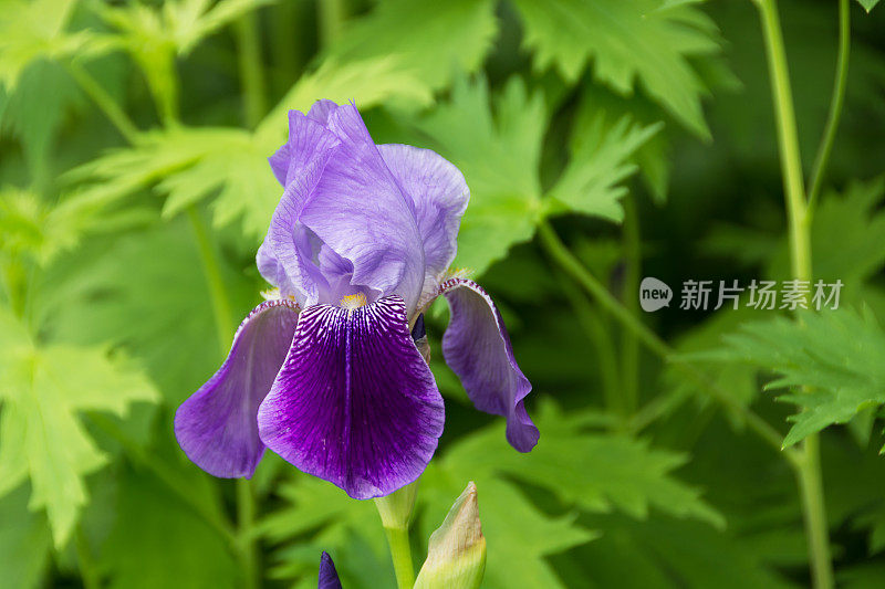 单瓣深浅不一的紫色蝴蝶花。