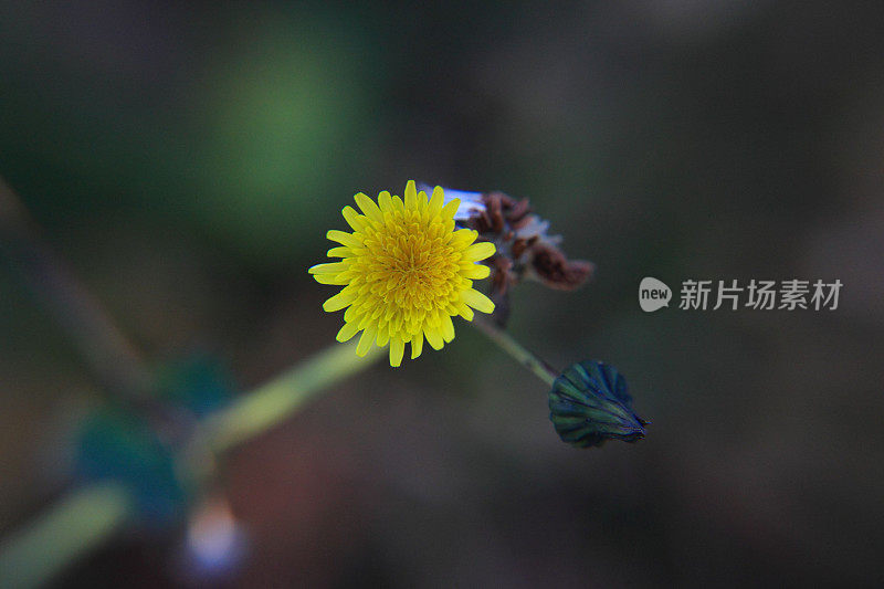 蒲公英花的特写