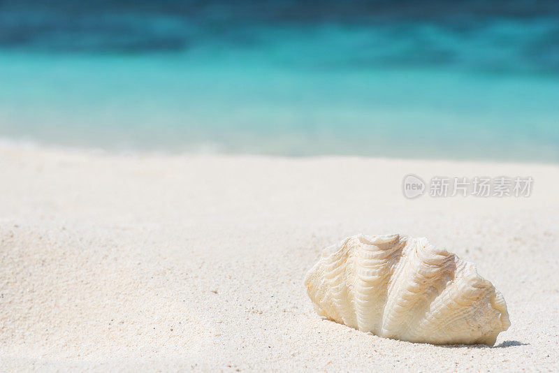 夏天海滩背景