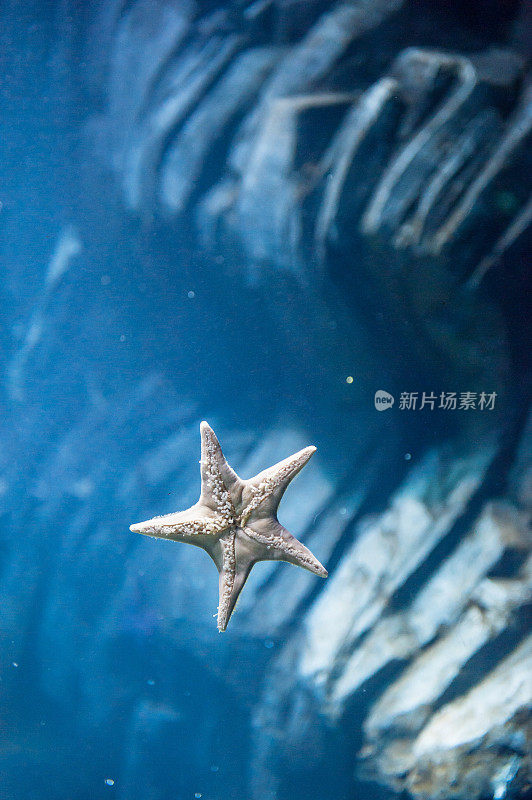 海星