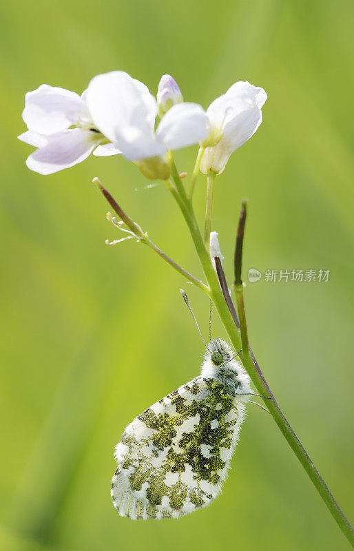 橙尖蝴蝶(花鹤)雌