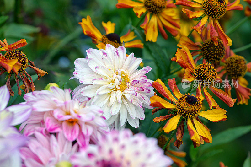 大丽和helenium