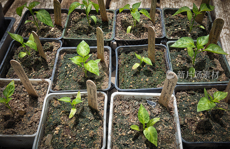 植物在温室俯视图