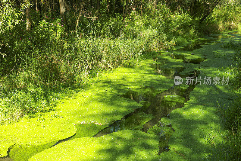 在奥地利的格里因有地衣的沼泽小溪