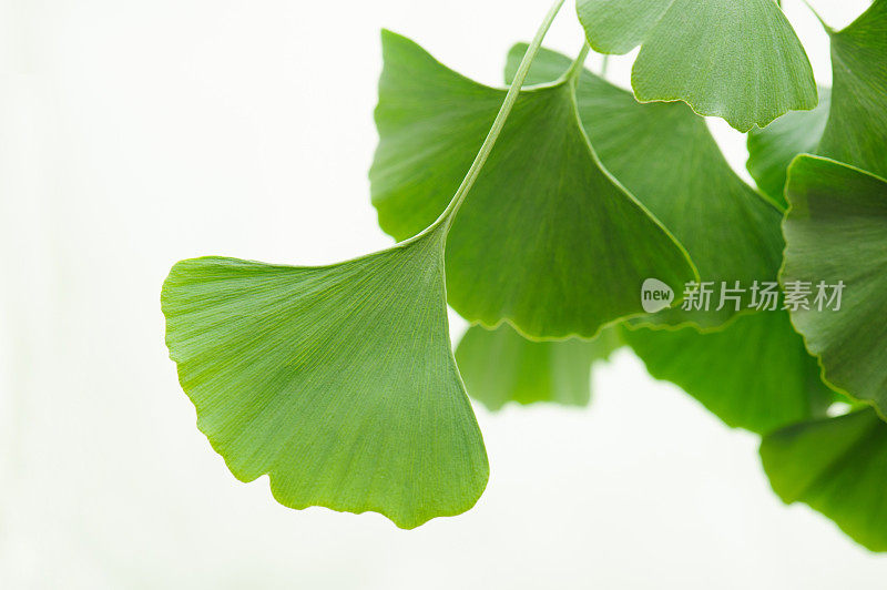 Gingko树叶