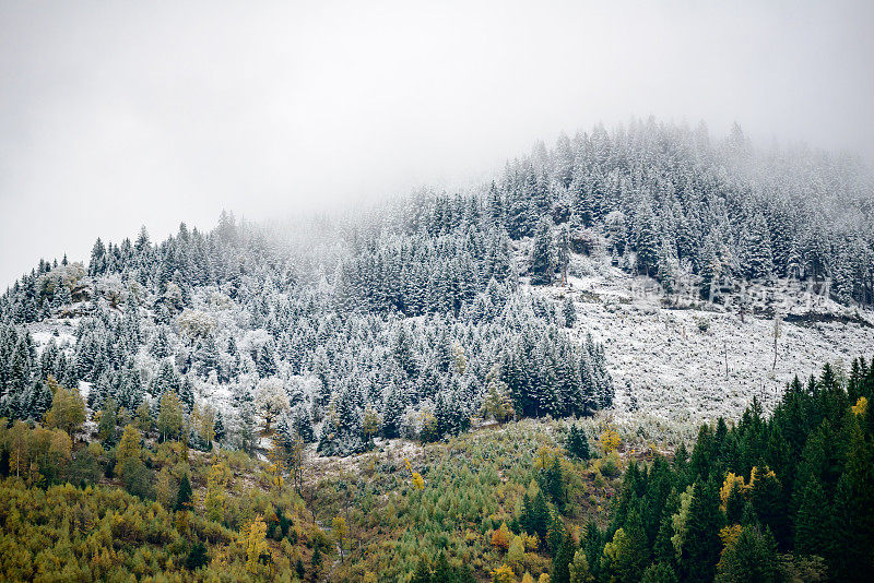 雪花落在树上