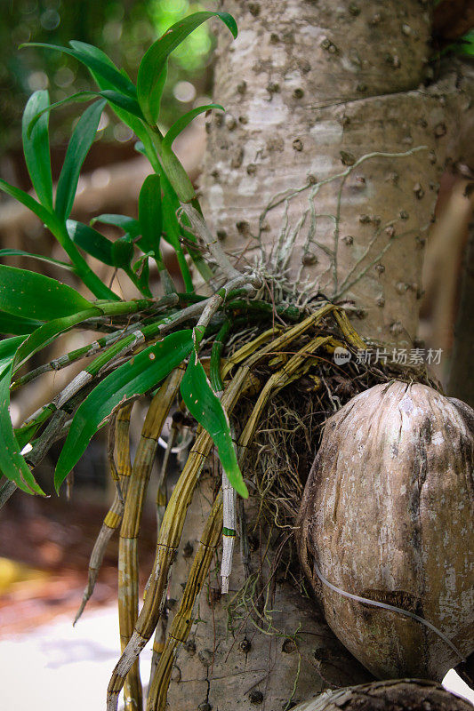 在树上种植兰花